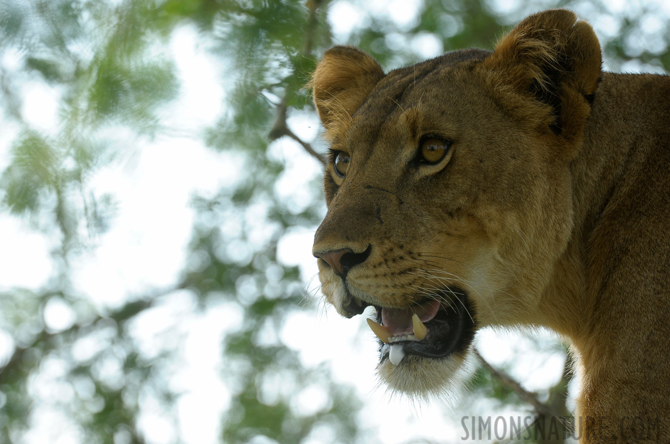 Panthera leo leo [400 mm, 1/400 sec at f / 9.0, ISO 800]